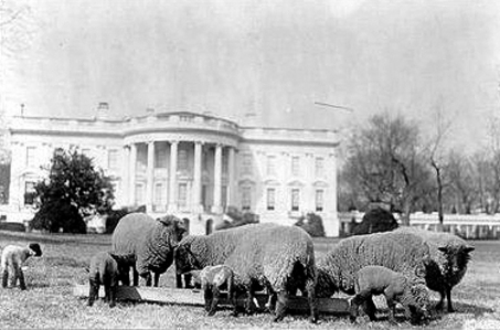 1910s sheep outside the white house.jpg